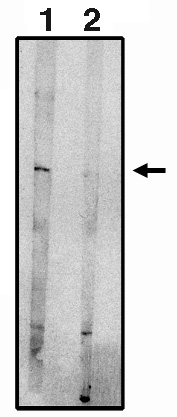 Western blot analysis using anti-EDG-8 CT antibody on RH7777 cell lysates transfected with full length human EDG8 (1) and blocked with blocking peptide (2) using Pierce Femto Signal substrate.